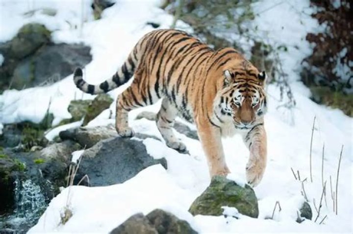 Are Amur tiger and Siberian tiger the same?