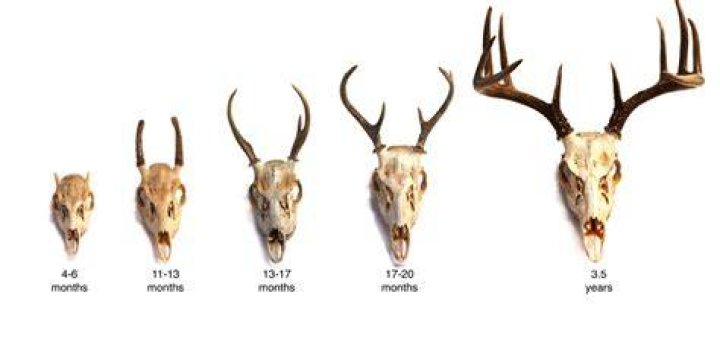 Are antlers bones?