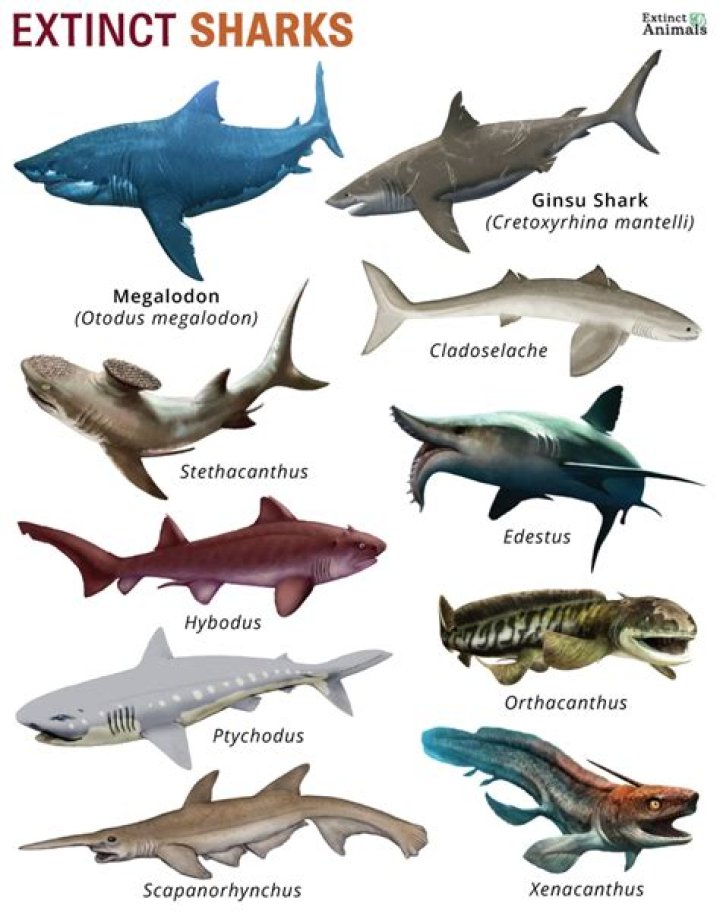 Are any sharks extinct?