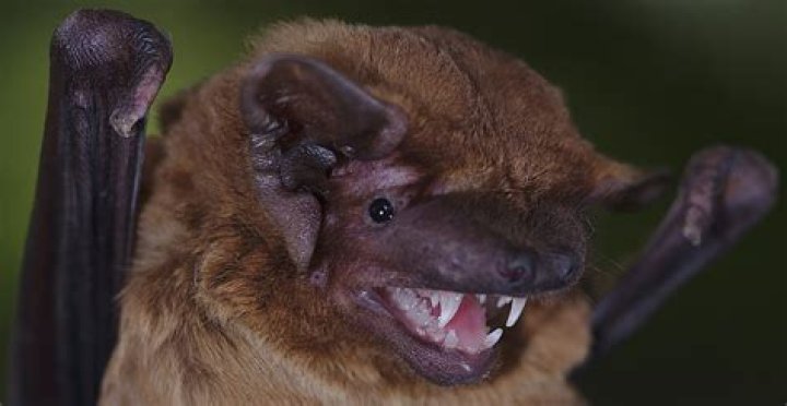Are bats a problem in the attic?