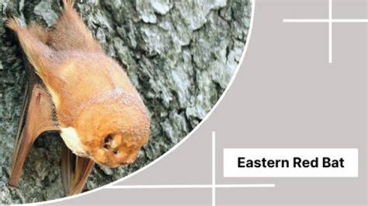 Are bats attracted to the color red?