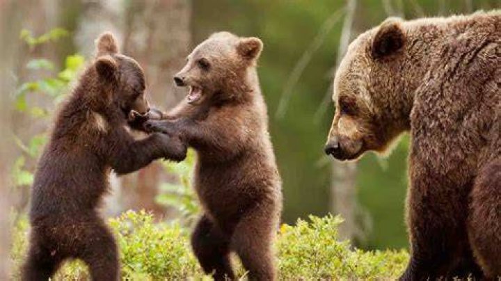 Are bears natural wrestlers?