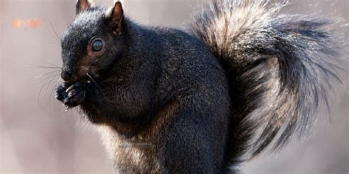 Are black squirrels more aggressive than GREY squirrels?
