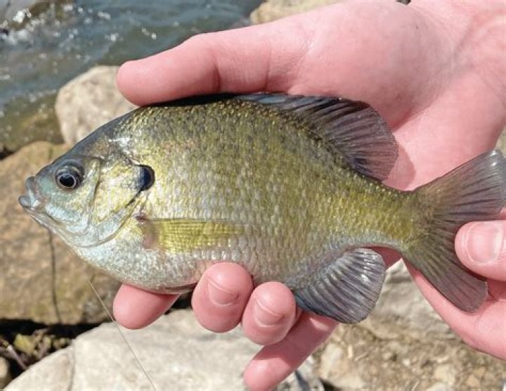 Are bluegills cannibals?