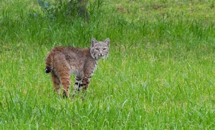 Are bobcats out during the day?