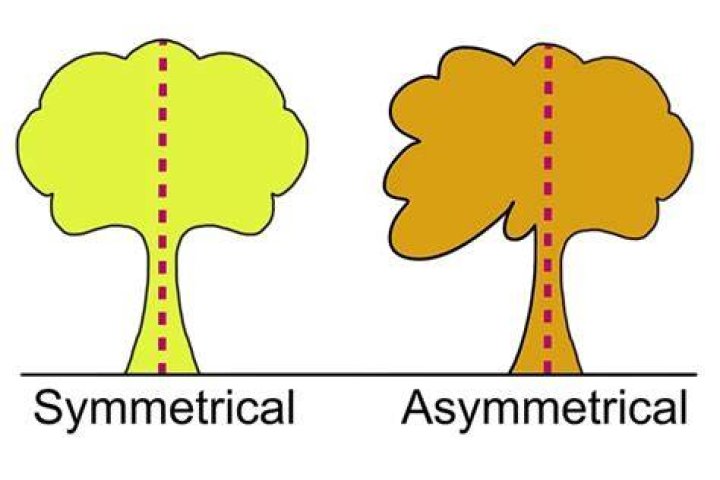 Are bones symmetrical?