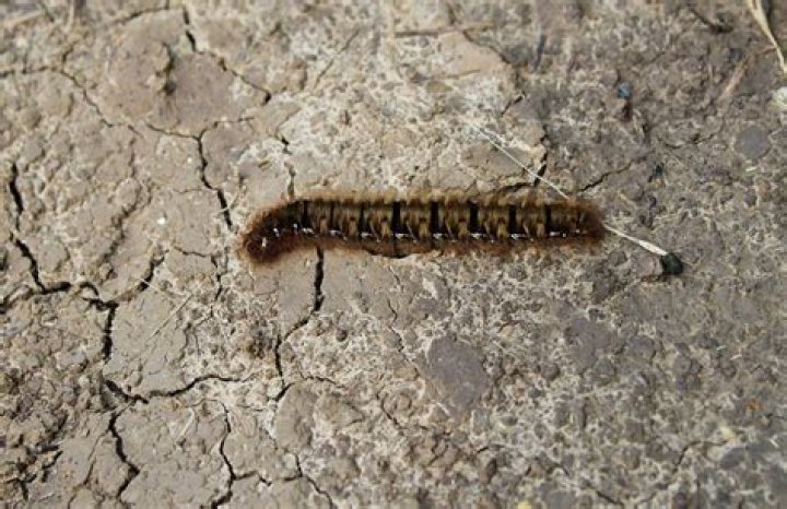 Are brown hairy caterpillars poisonous?