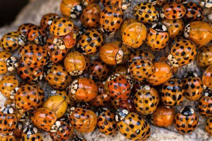 Are brown ladybugs good?
