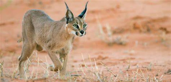 Are caracals legal in the US?
