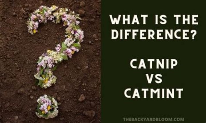 Are catnip and catmint the same thing?