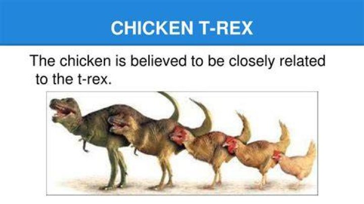 Are chickens related to T rex?