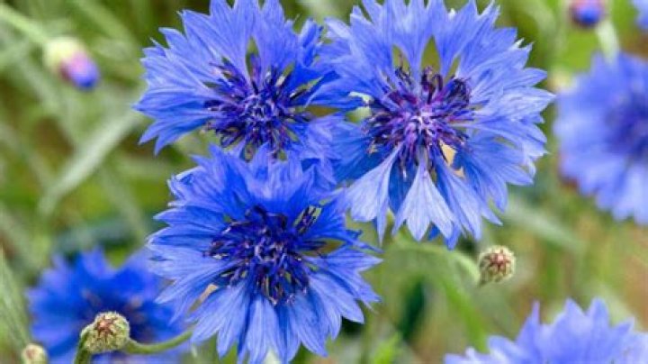 Are chicory and cornflower the same thing?