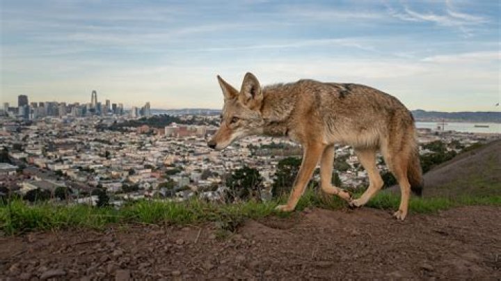 Are coyotes active at night?