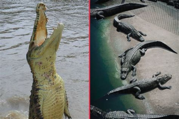 Are crocodiles more aggressive than alligators?