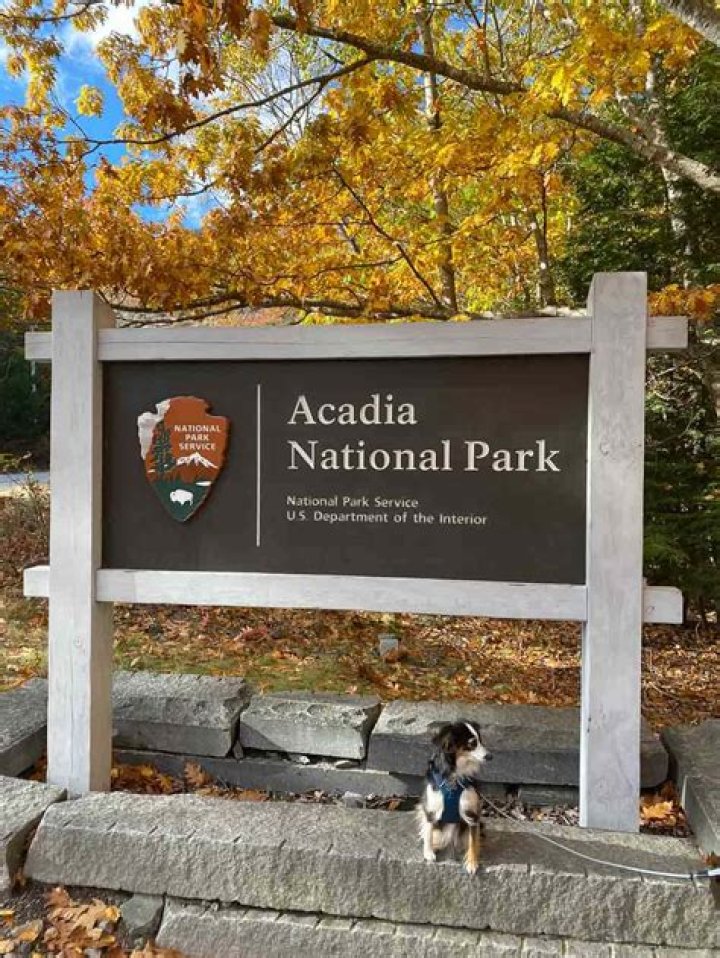 Are dogs allowed at the National Stud?