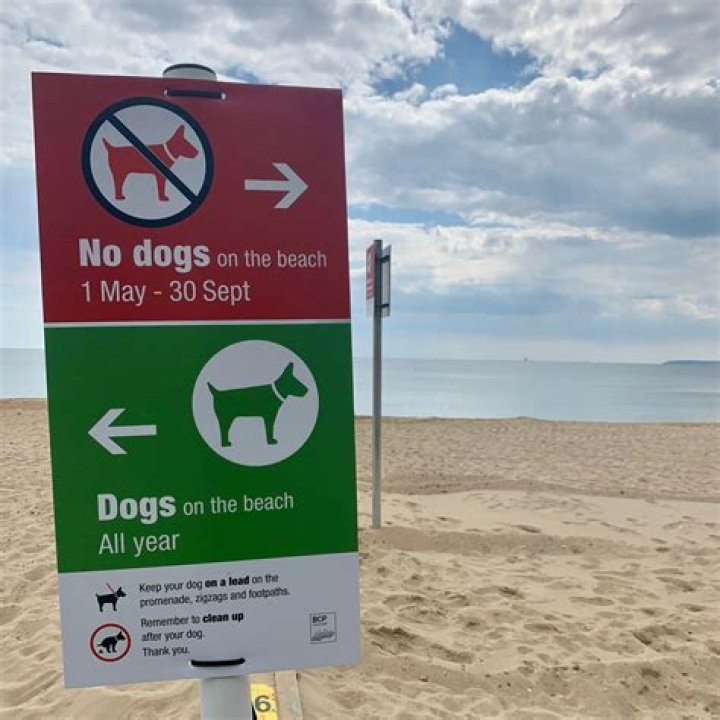 Are dogs allowed on Fairlight Beach?