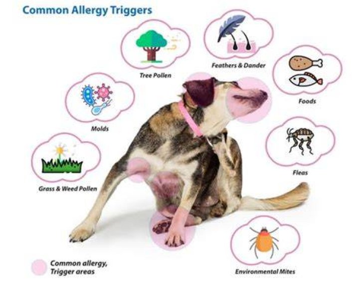 Are dogs commonly allergic to lamb?