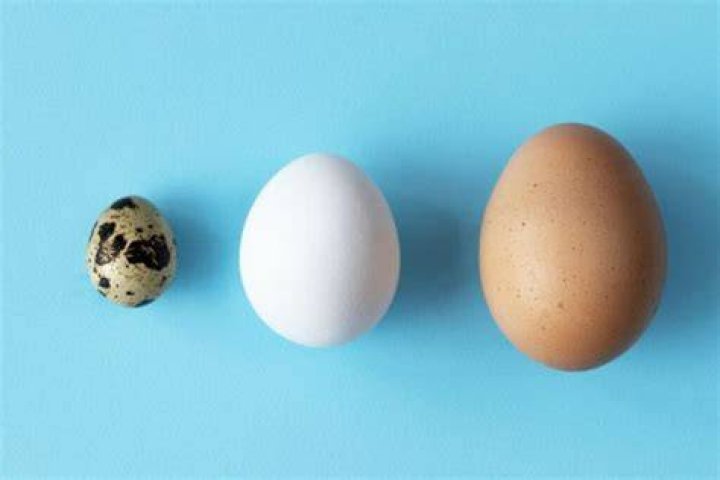 Are eggs good before a run?