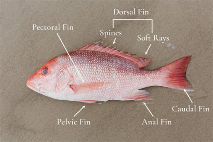 Are fish fins edible?