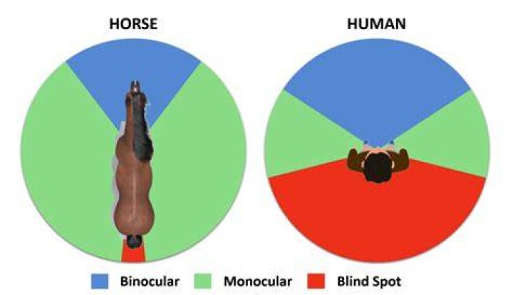 Are horses blind in the dark?
