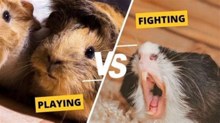 Are my guinea pigs fighting or playing?