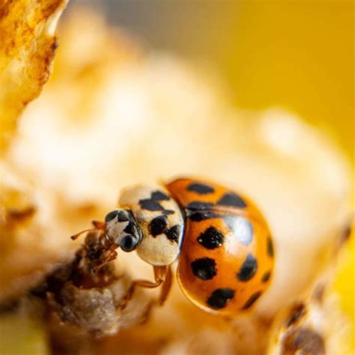 Are Orange ladybugs lucky?