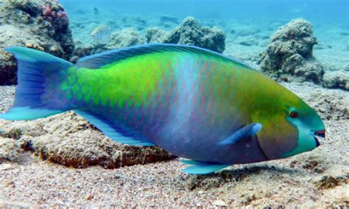 Are parrotfish edible?