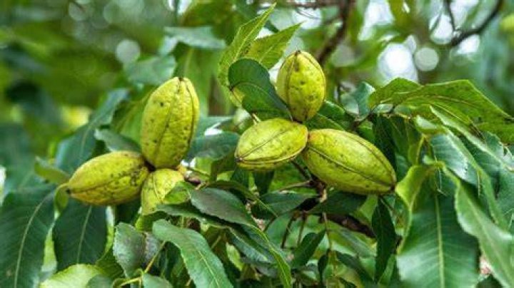 Are pecans A hickory?