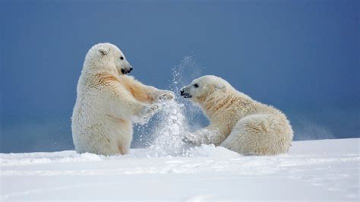 Are polar bears playful?