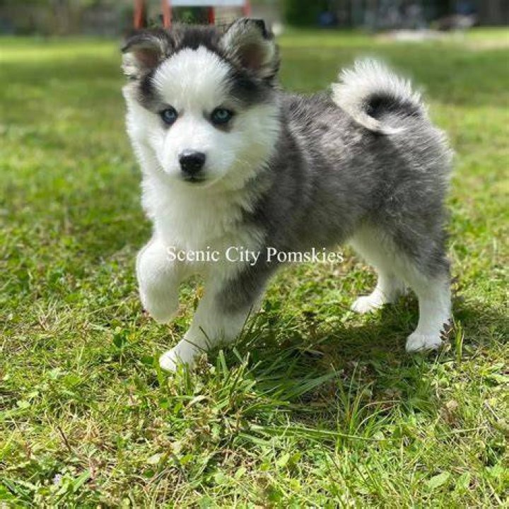Are Pomskies high energy?