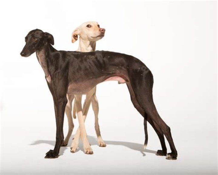 Are race dogs treated well?