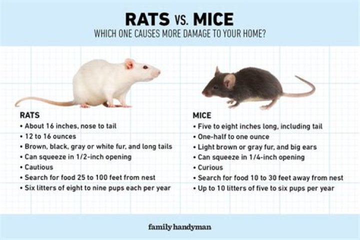Are rats worse than mice?