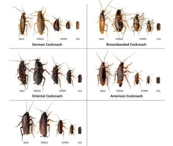 Are roaches born pregnant?
