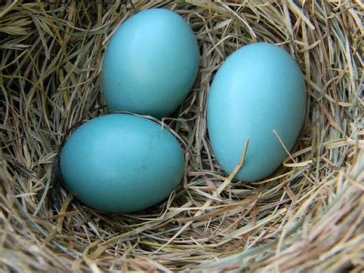 Are robin eggs edible?