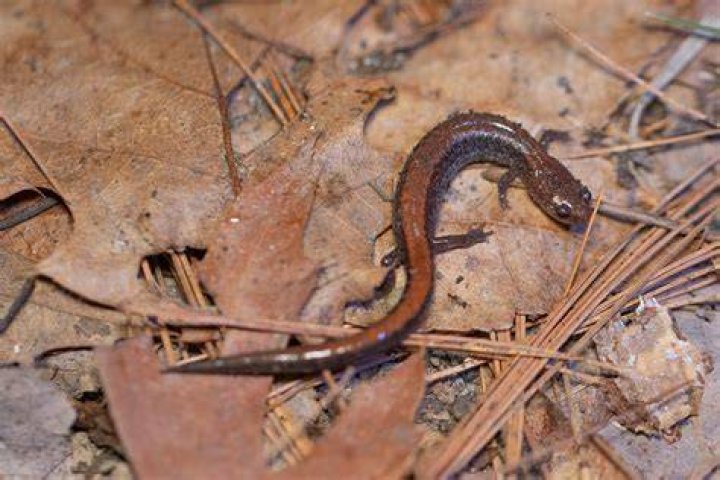 Are salamanders a mammal?