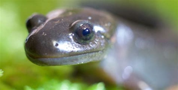 Are salamanders reptiles?