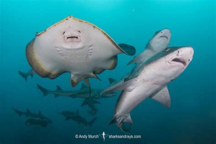 Are sharks and stingrays related?