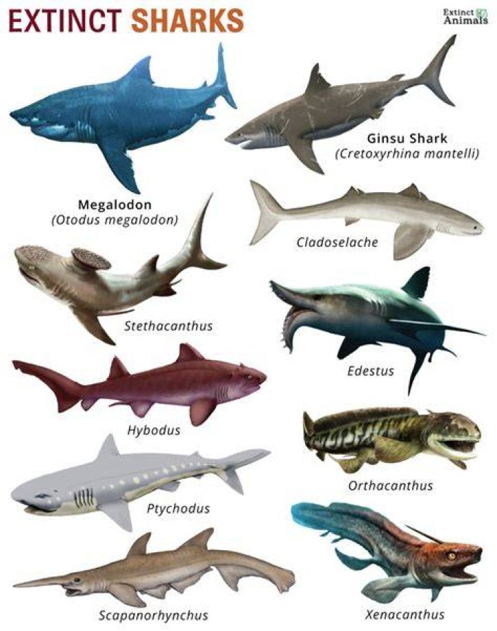 Are sharks in Tenerife?