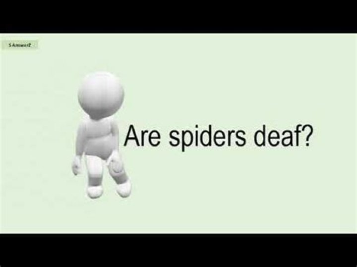 Are spiders deaf?