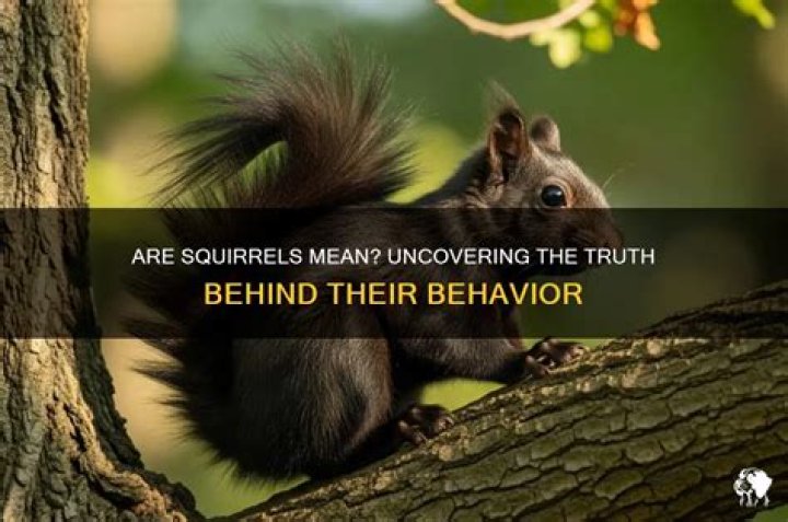 Are squirrels mean to humans?