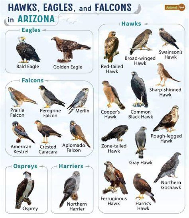 Are there falcons in Tucson?
