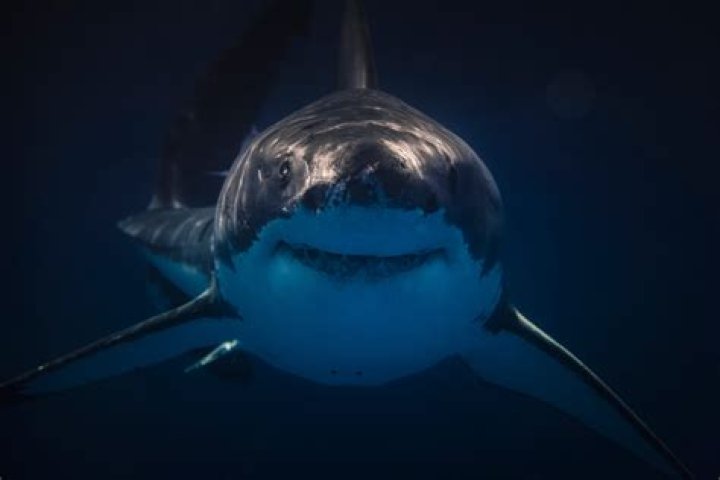 Are there great white sharks in Florida?