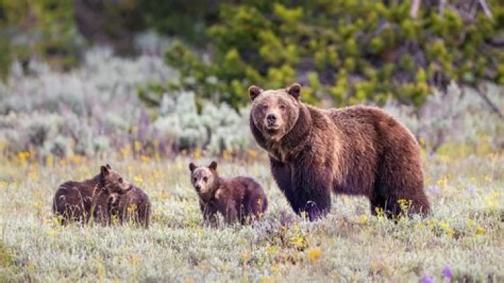 Are there grizzly bears in Logan Utah?
