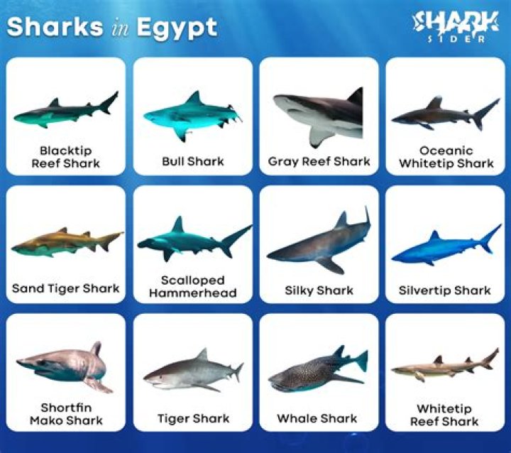 Are there sharks in Egypt?