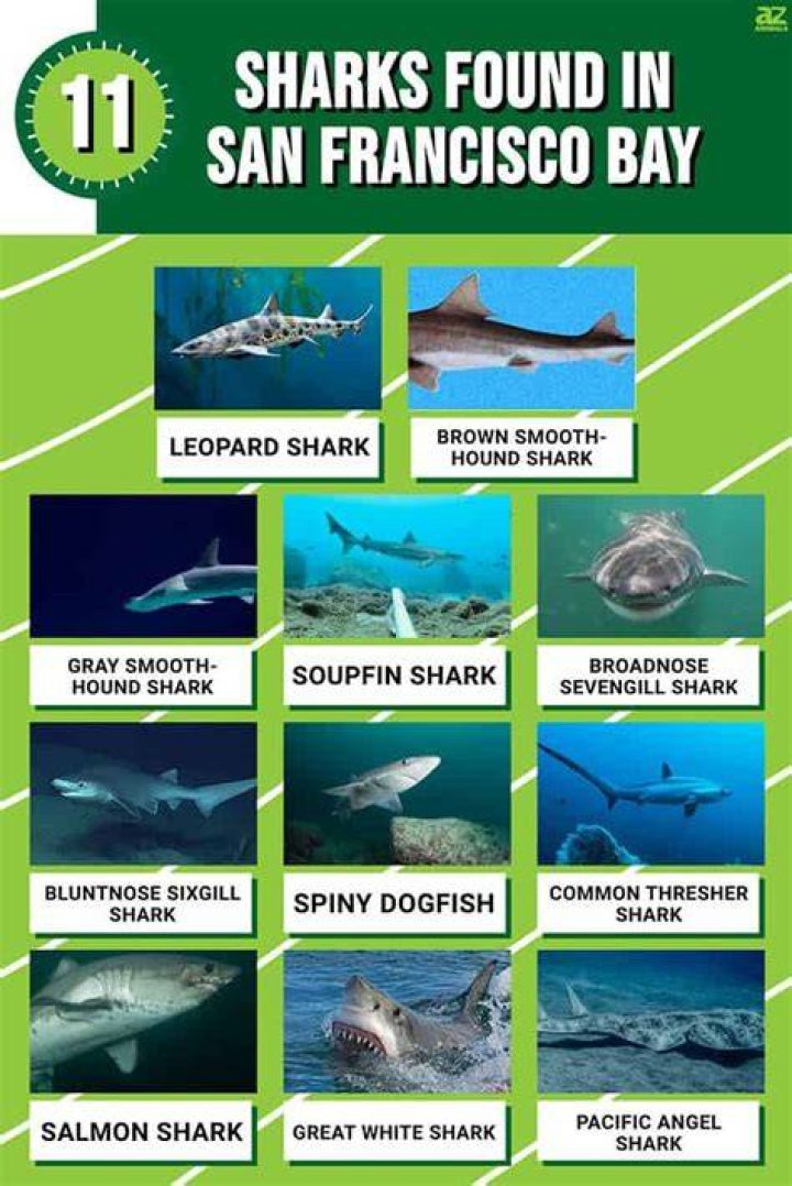 Are there sharks in San Francisco Bay?