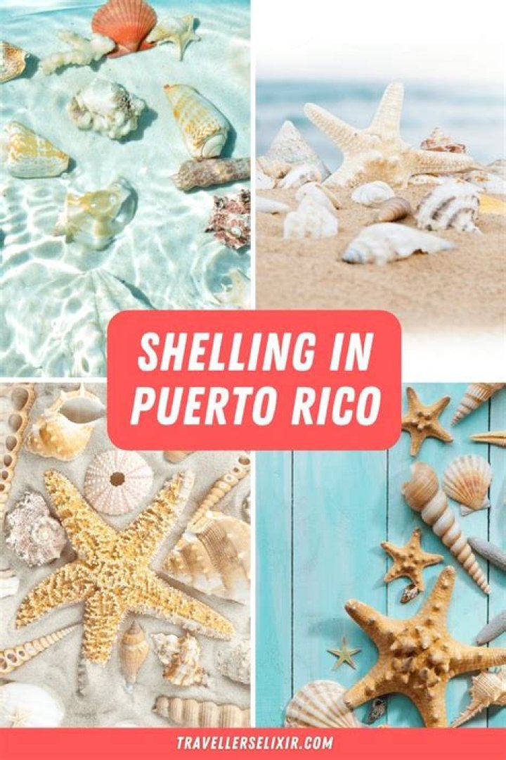 Are there shells in Puerto Rico?