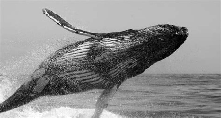 Are there whales in Dubai?