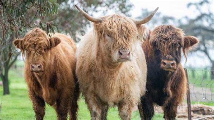 Are there wild cows in Australia?