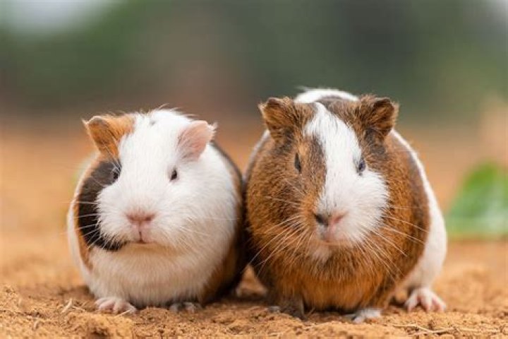 Are toilet paper rolls OK for guinea pigs?