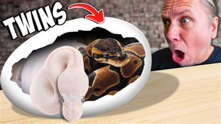 Are Twin Snakes vegan?